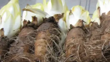 Endive